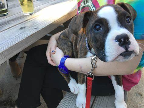 Boxer  Puppy Review